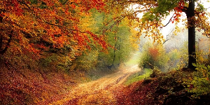 nature image4
