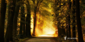 nature image5